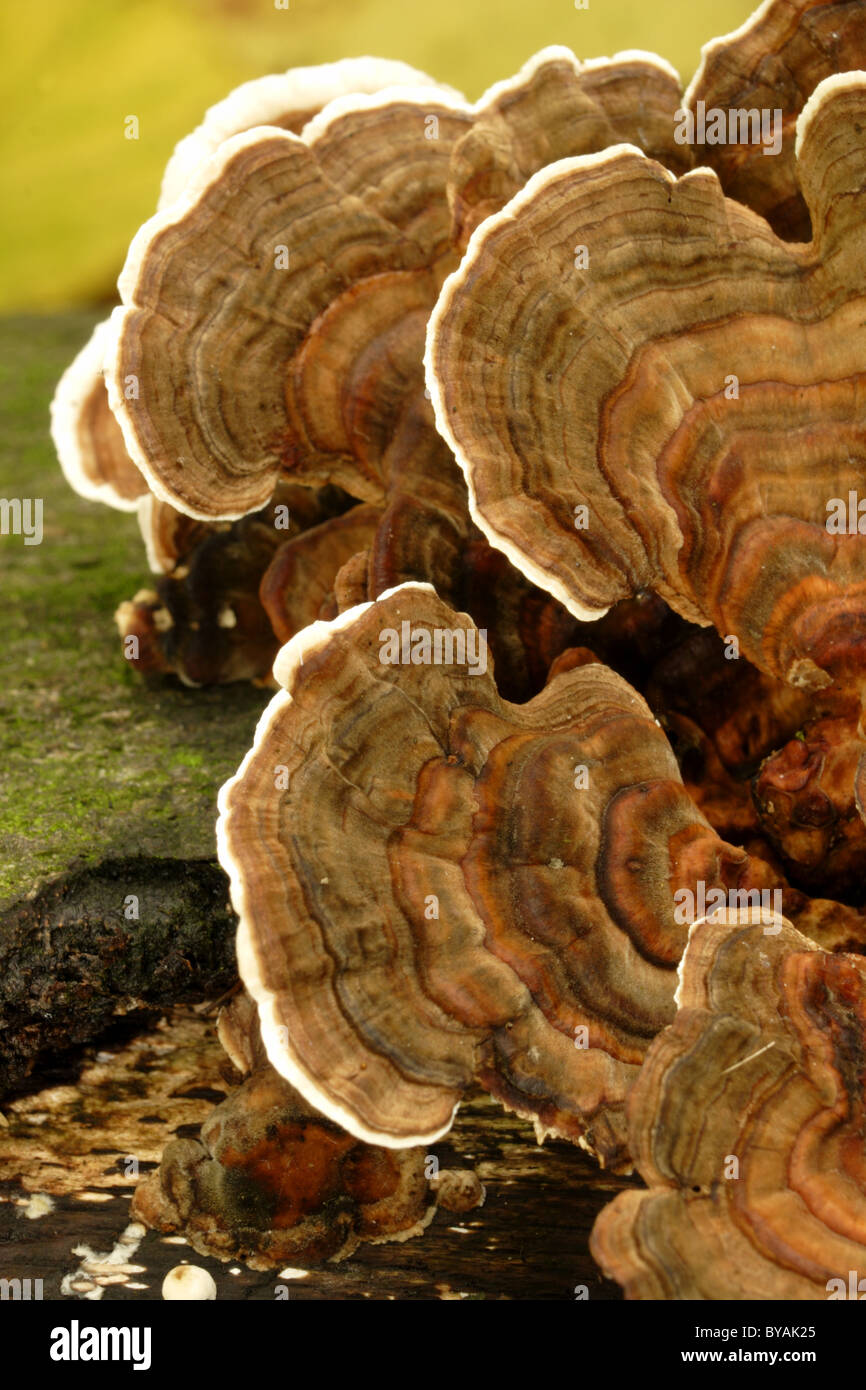 Turkey Tail Fungus (Trametes versicolor), woodland, West Yorkshire, UK Stock Photo