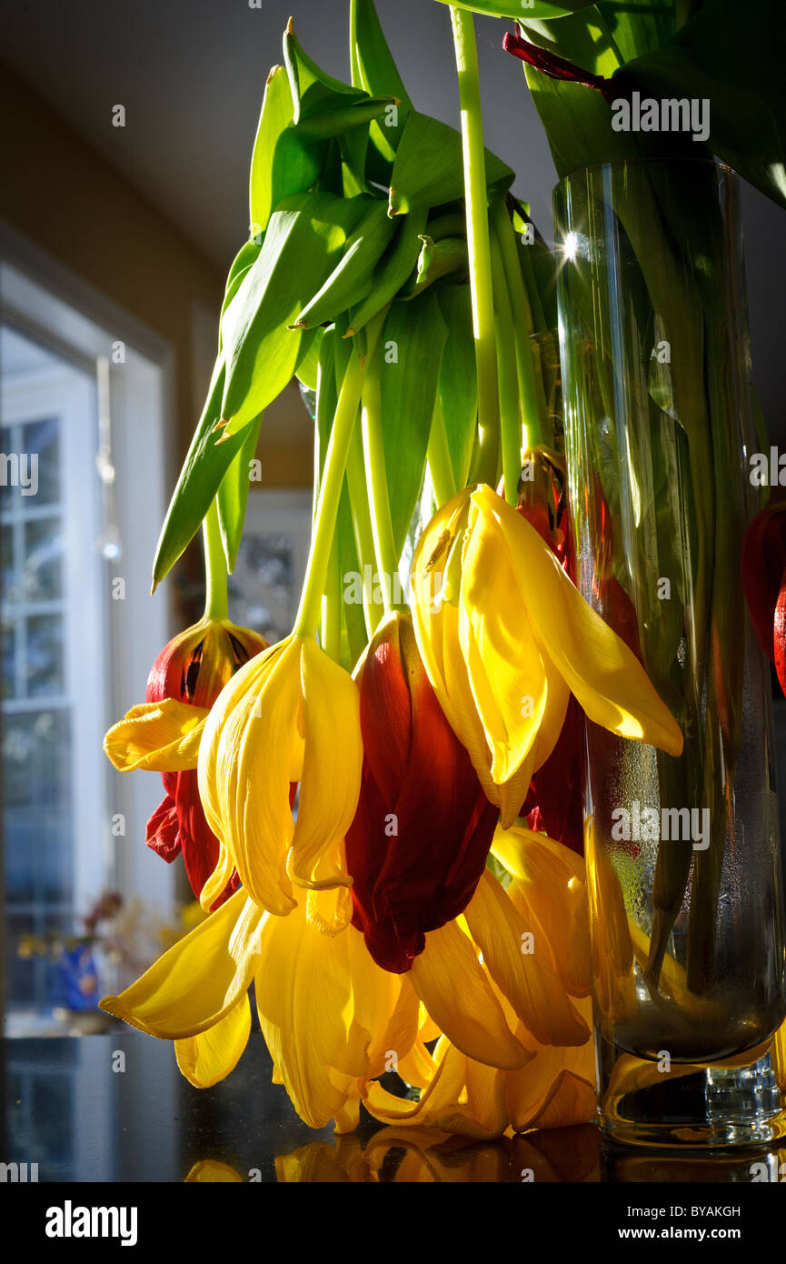 Photographs of hanging tulips from a vase indoors in sunlight Stock