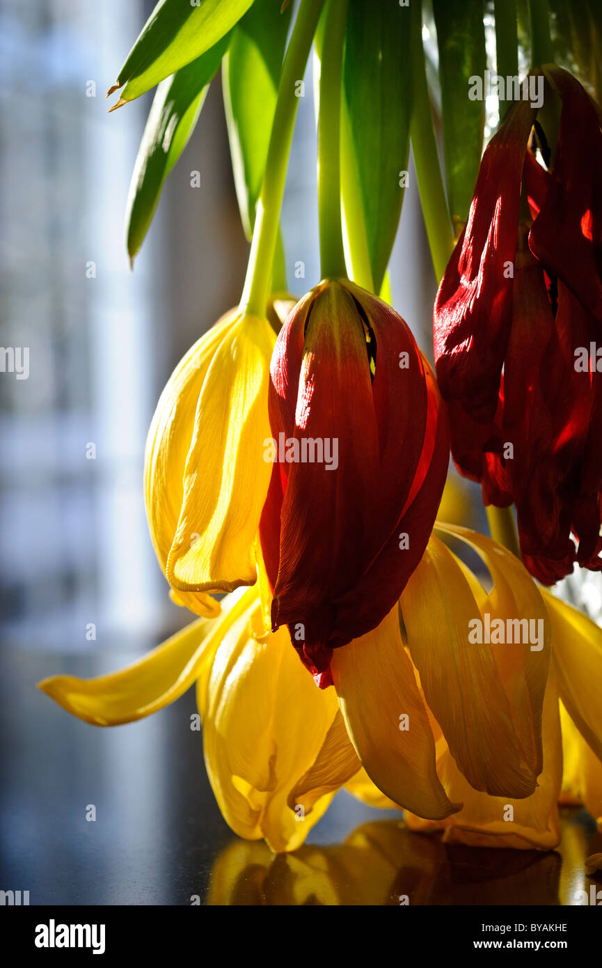 Photographs of hanging tulips from a vase indoors in sunlight Stock