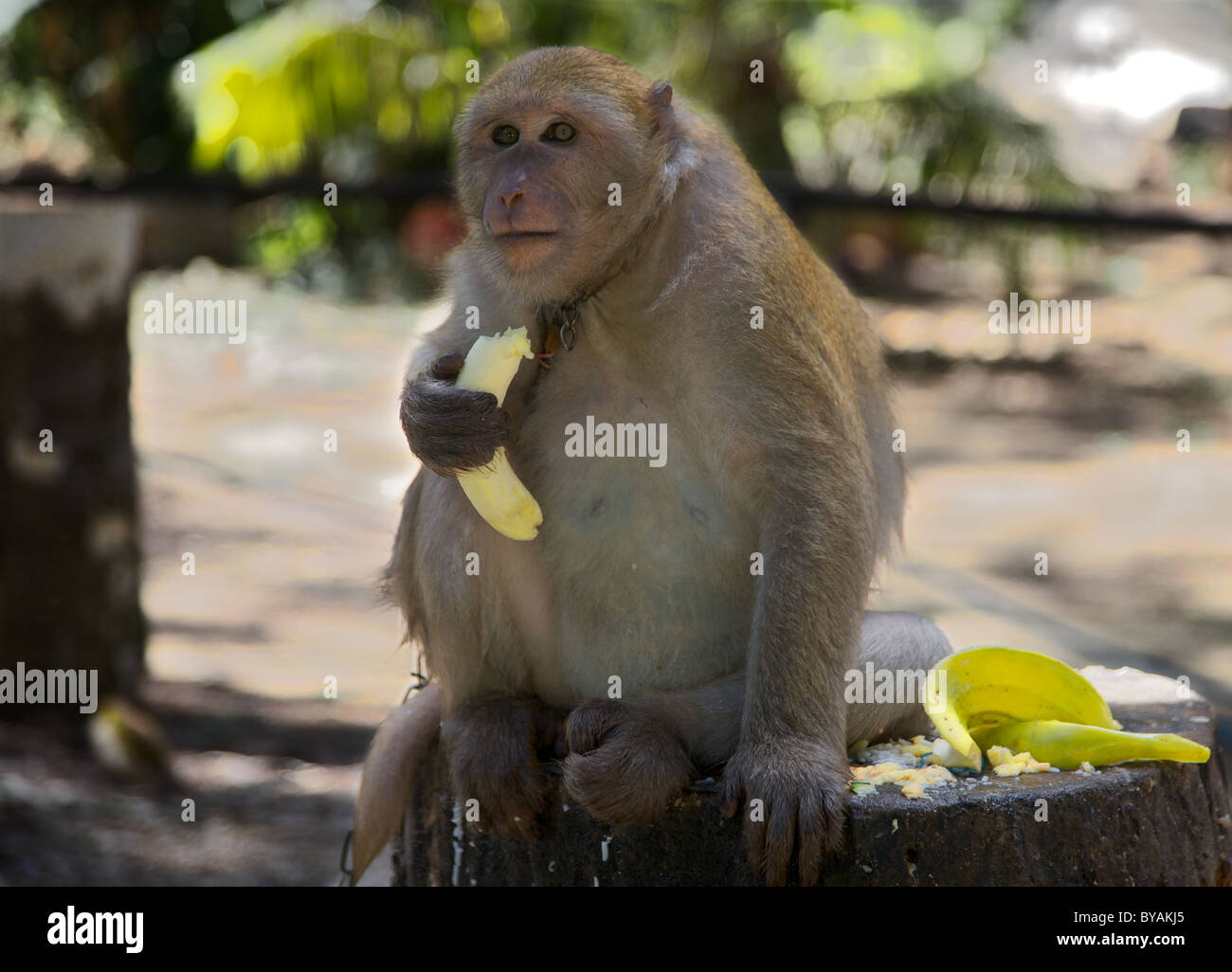 An over weight Macaque monkey on Phuket island,Thailand Stock Photo