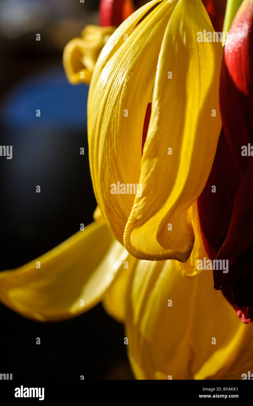 Wilting yellow tulip hires stock photography and images Alamy