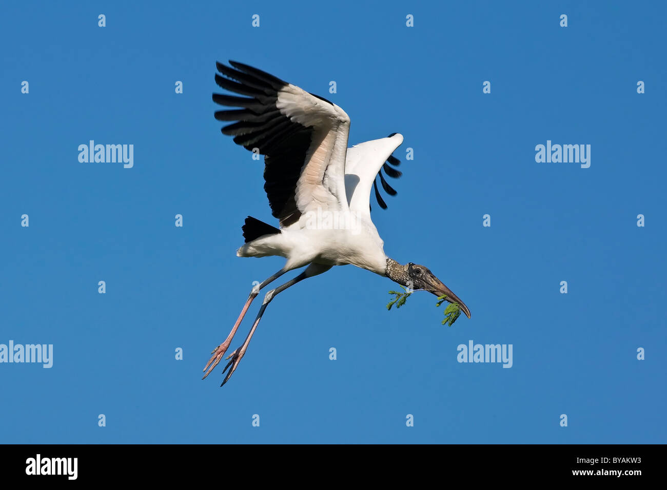 An adult Wood Stork just getting airborne with nesting material Stock