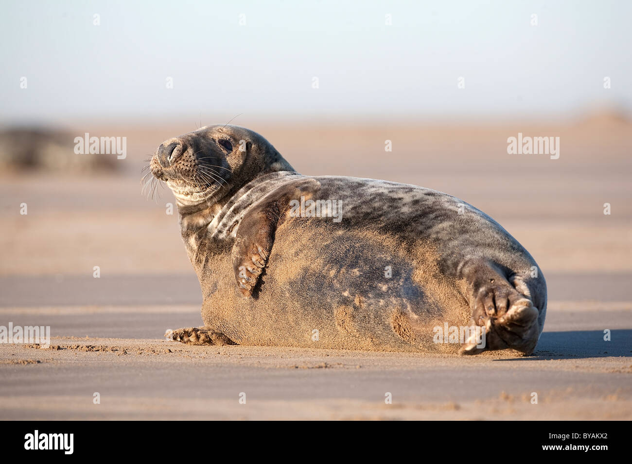 Large Bull Atlantic Grey Gray Seal Halichoerus grypus ion the sandy