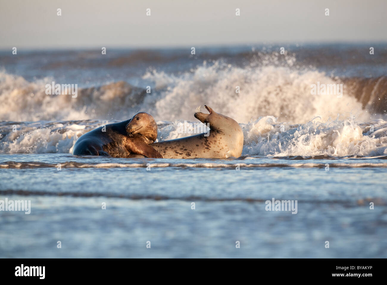 Atlantic Grey Gray Seals Halichoerus grypus playing in the surf on the shoreline Stock Photo