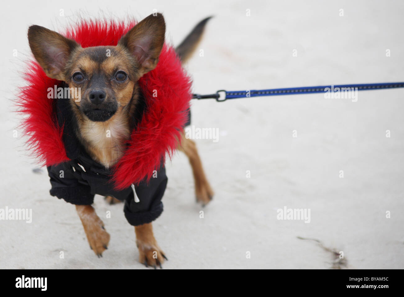 DEU, Ostsee 20110102, dog fashin in the wintertime Stock Photo