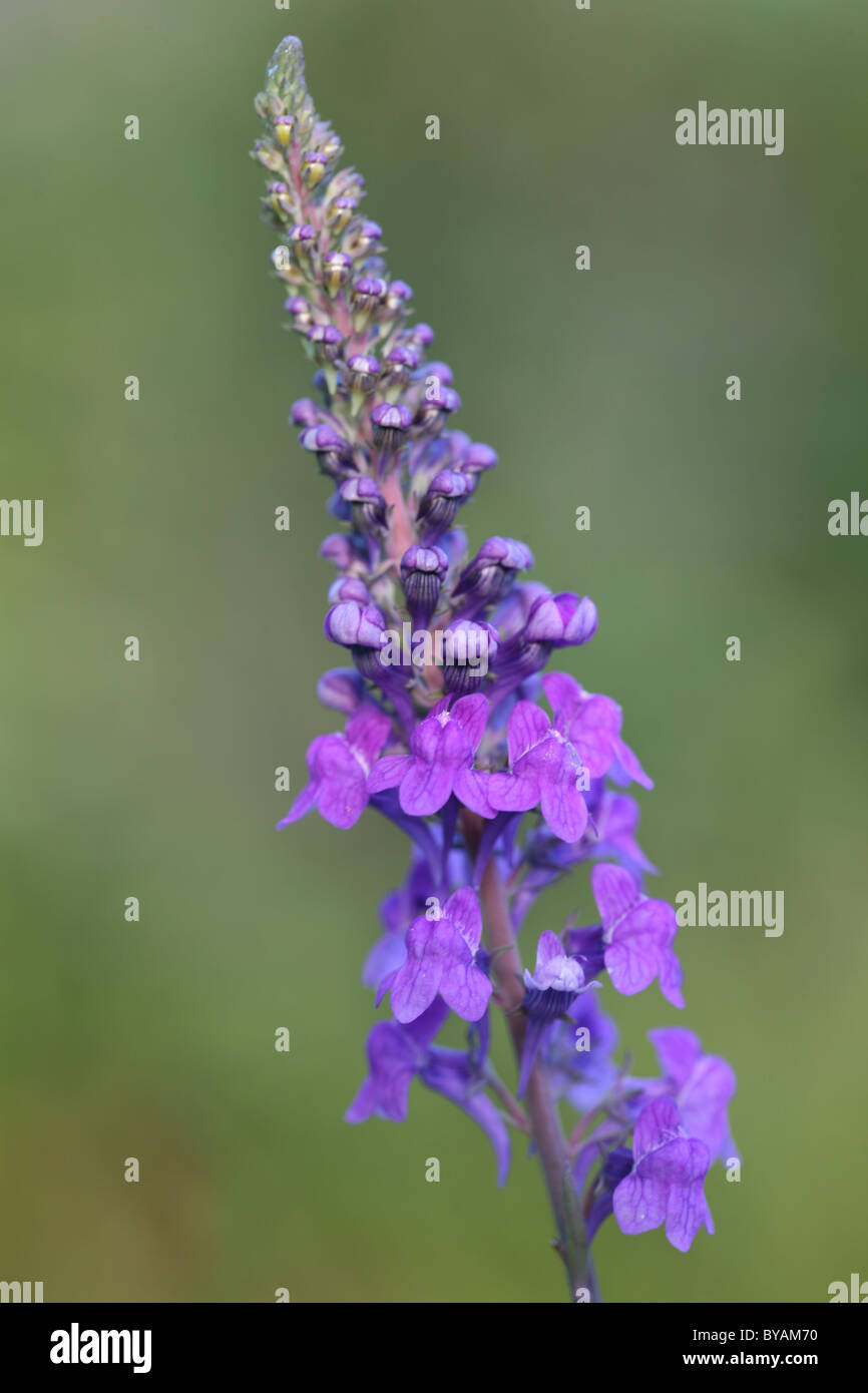 toadflax flowering in summer Stock Photo