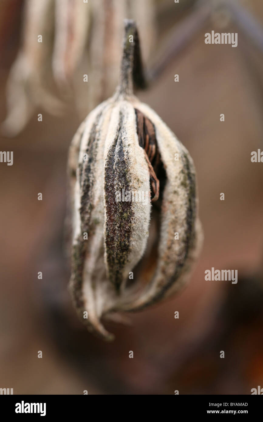 clematis flower killed by frost Stock Photo Alamy