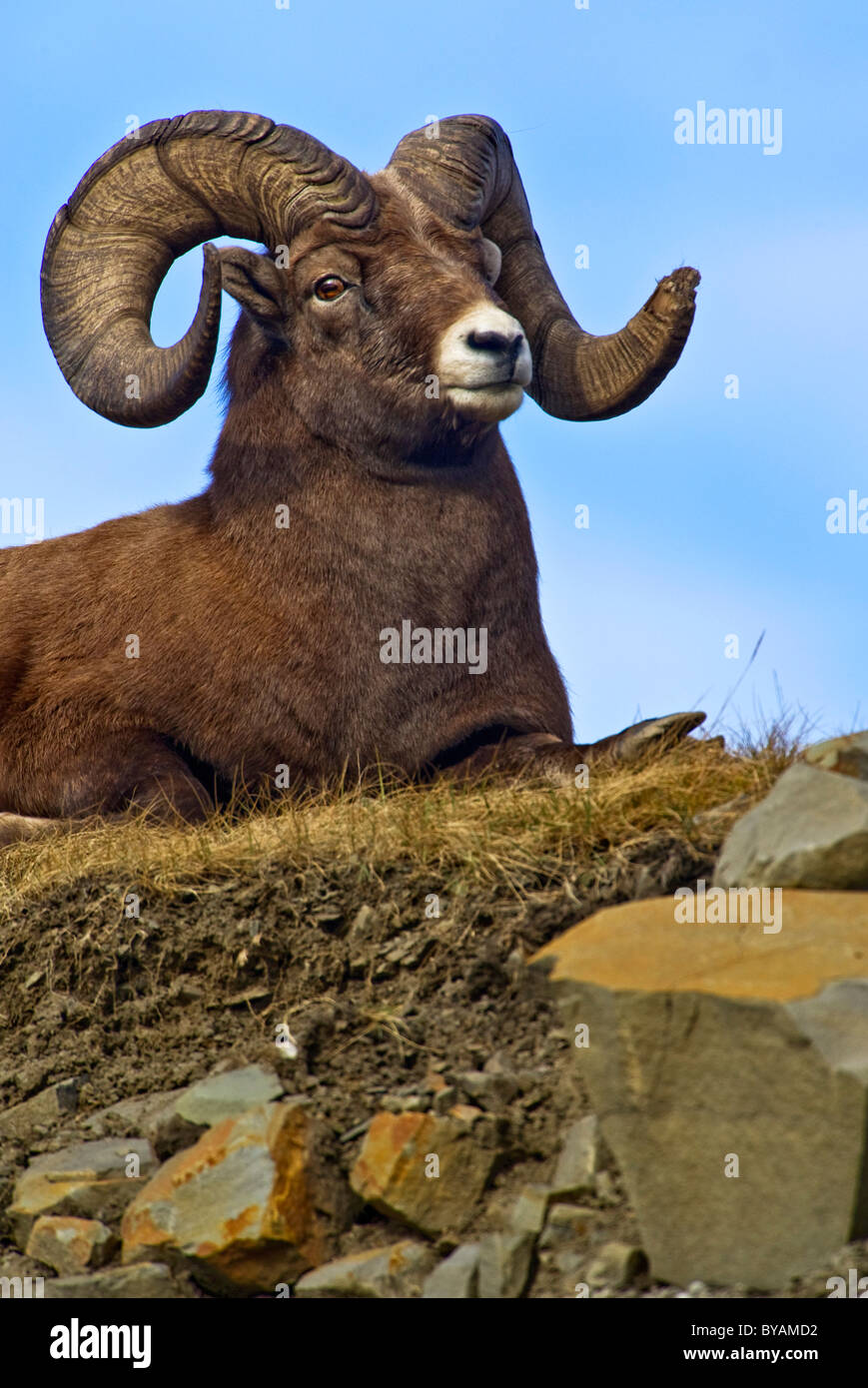 A Bighorn ram lying down on the top of a ridge. Stock Photo