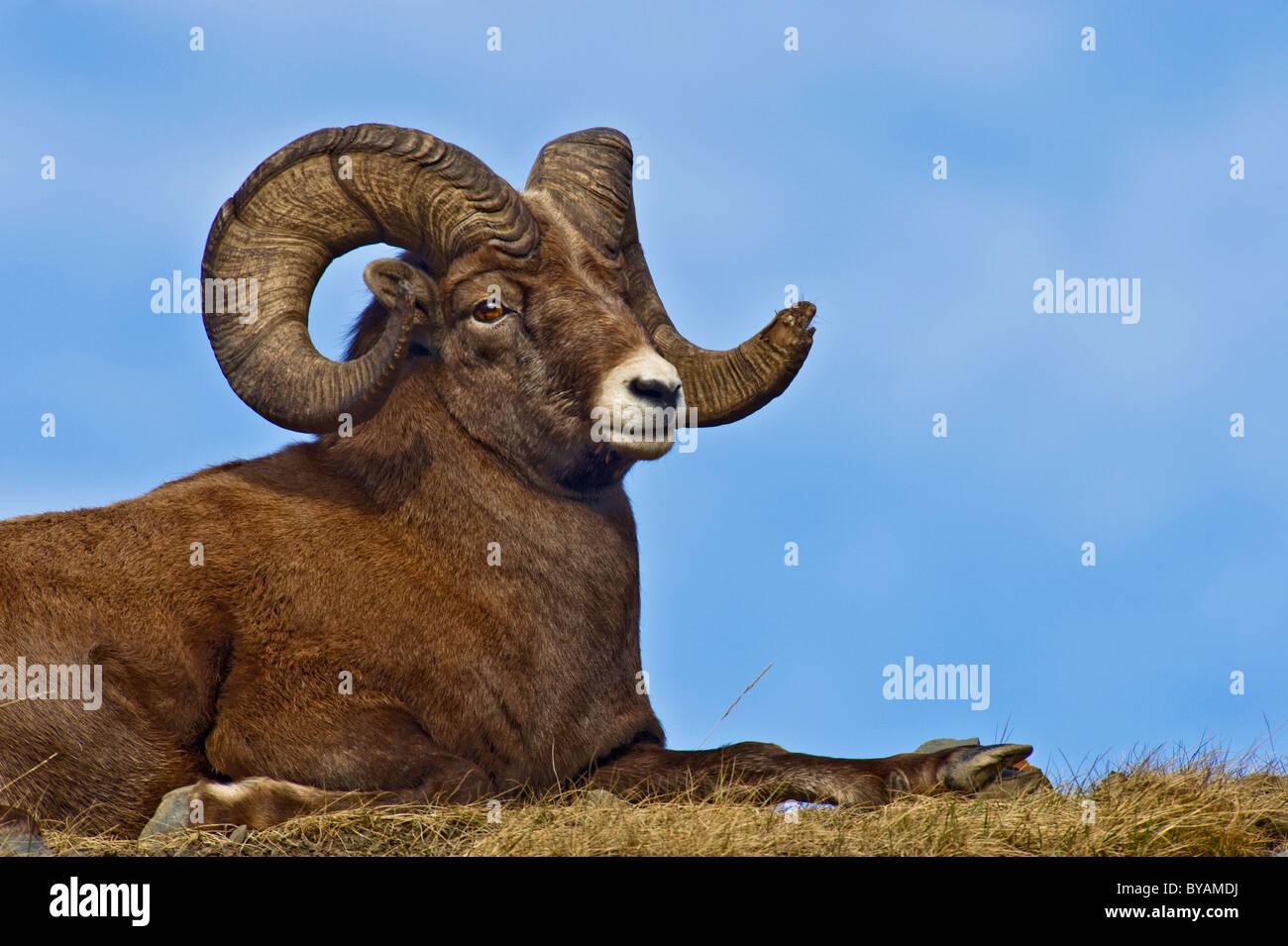 A Bighorn Sheep laying down on a grassy spot Stock Photo