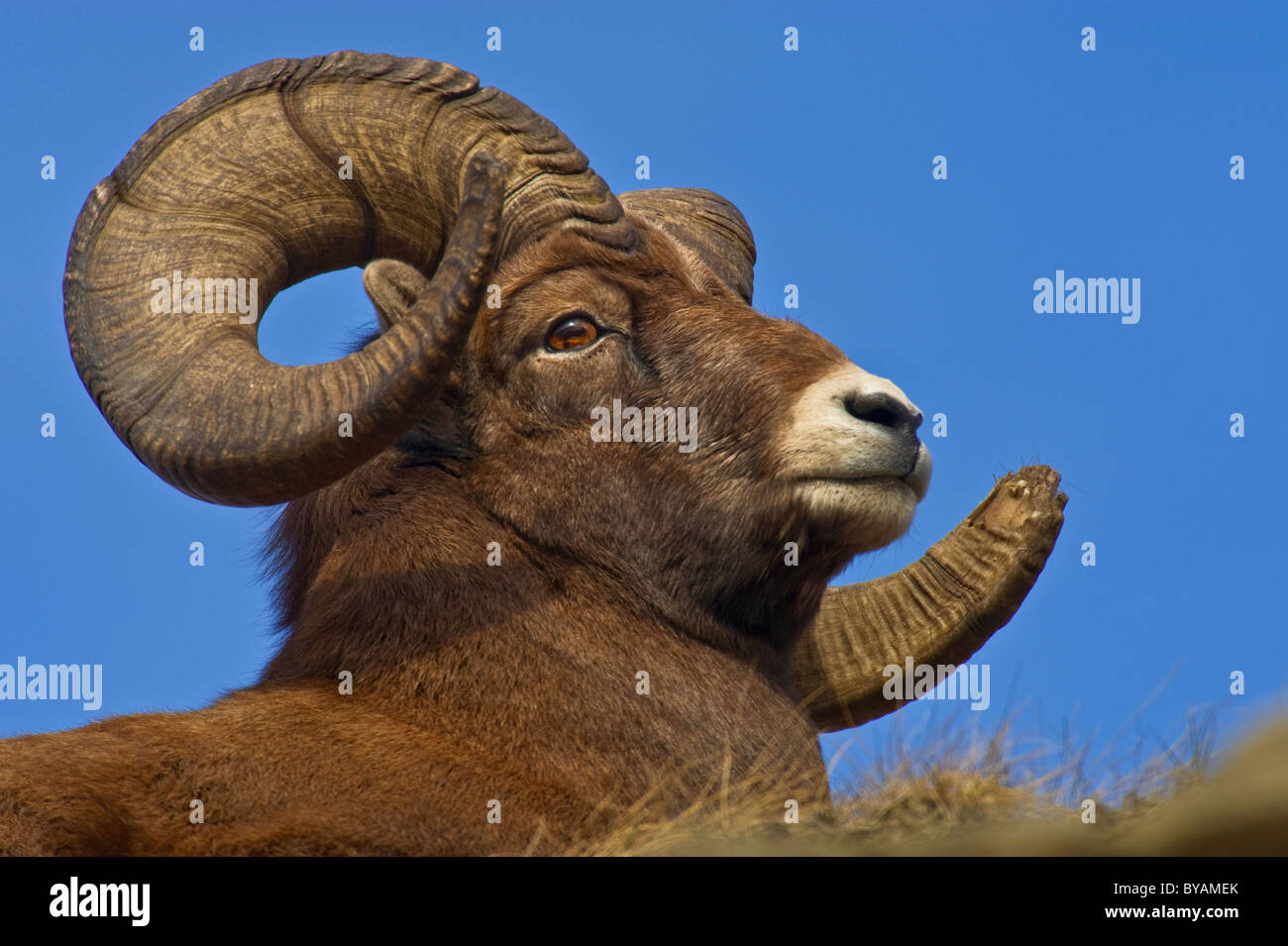 A Bighorn Sheep portrait. Stock Photo