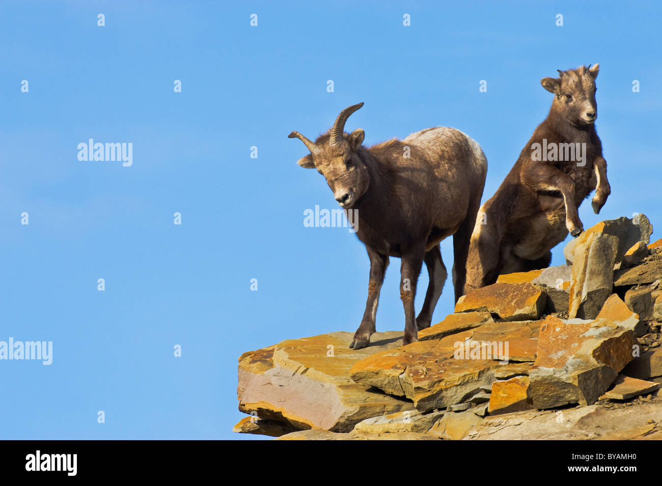 A Bighorn Sheep mother with a young baby on a rocky out crop near the ...