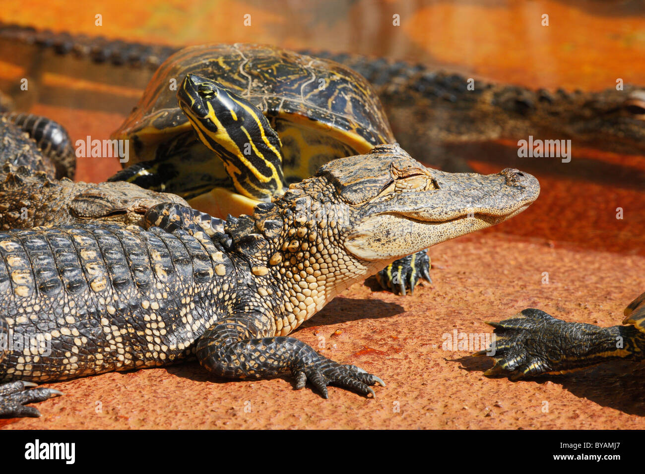 Young alligators with  turtle sleeping on the rock. Everglades national park, Miami - Florida Stock Photo