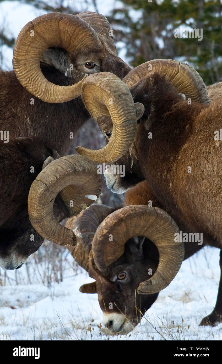 A herd of adult male Bighorn Sheep Stock Photo