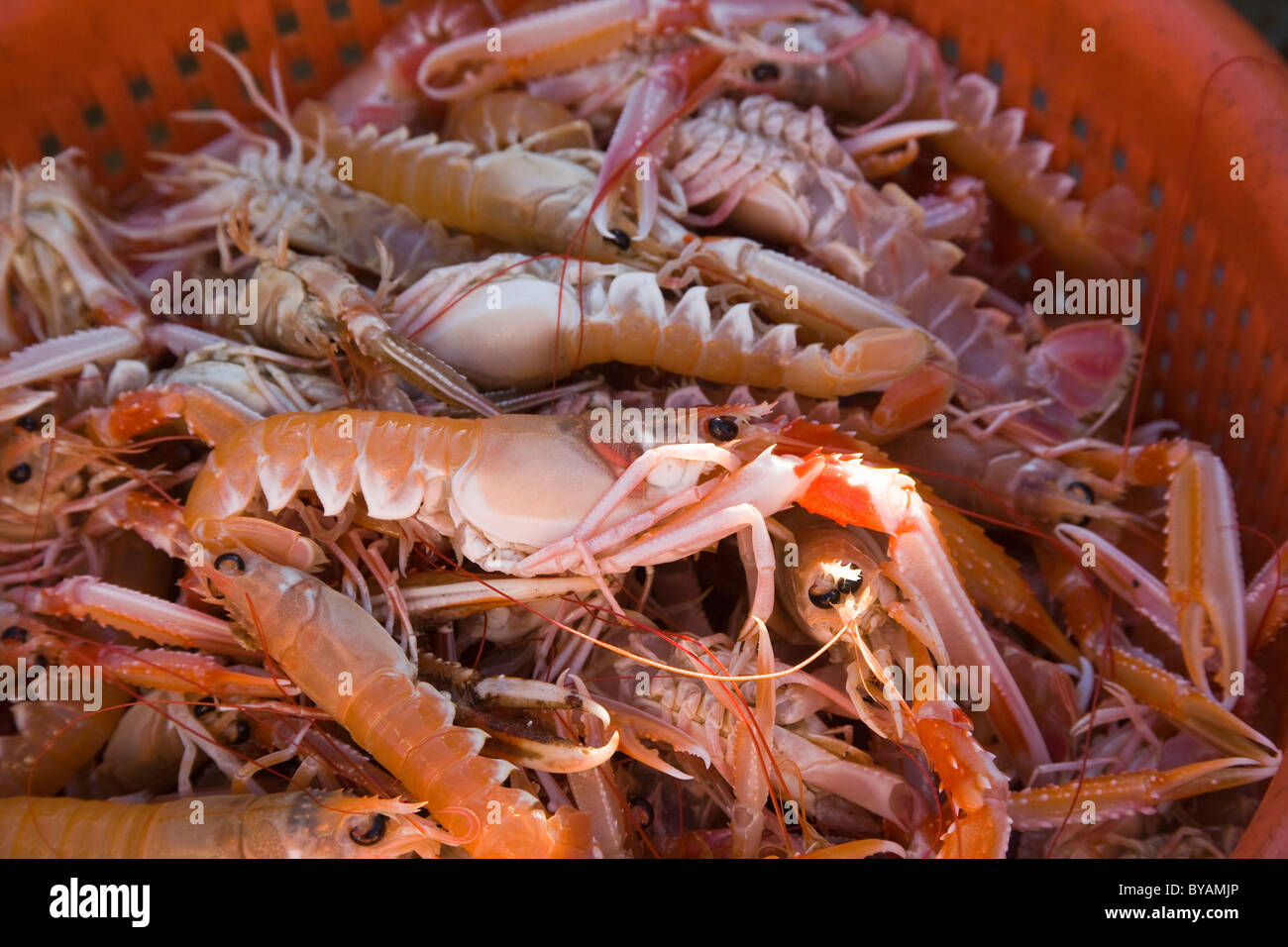 Nephrops norvegicus Norway lobster Trawling Fishing boat the Catch Sweden The Baltic sea Stock Photo