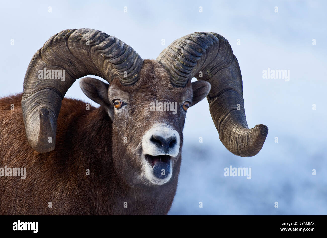 A wild Bighorn Sheep with a humors facial expression Stock Photo