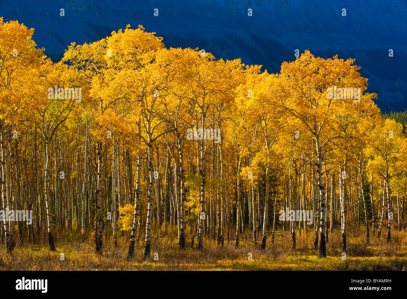A stand of aspen trees with leaves turned the golden yellow of autumn