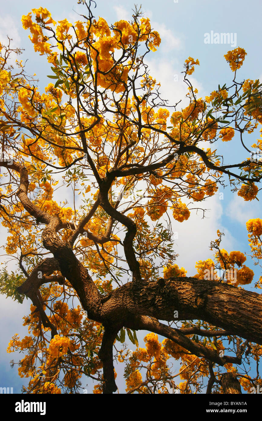Yellow Tab tree, Miami, Florida Stock Photo