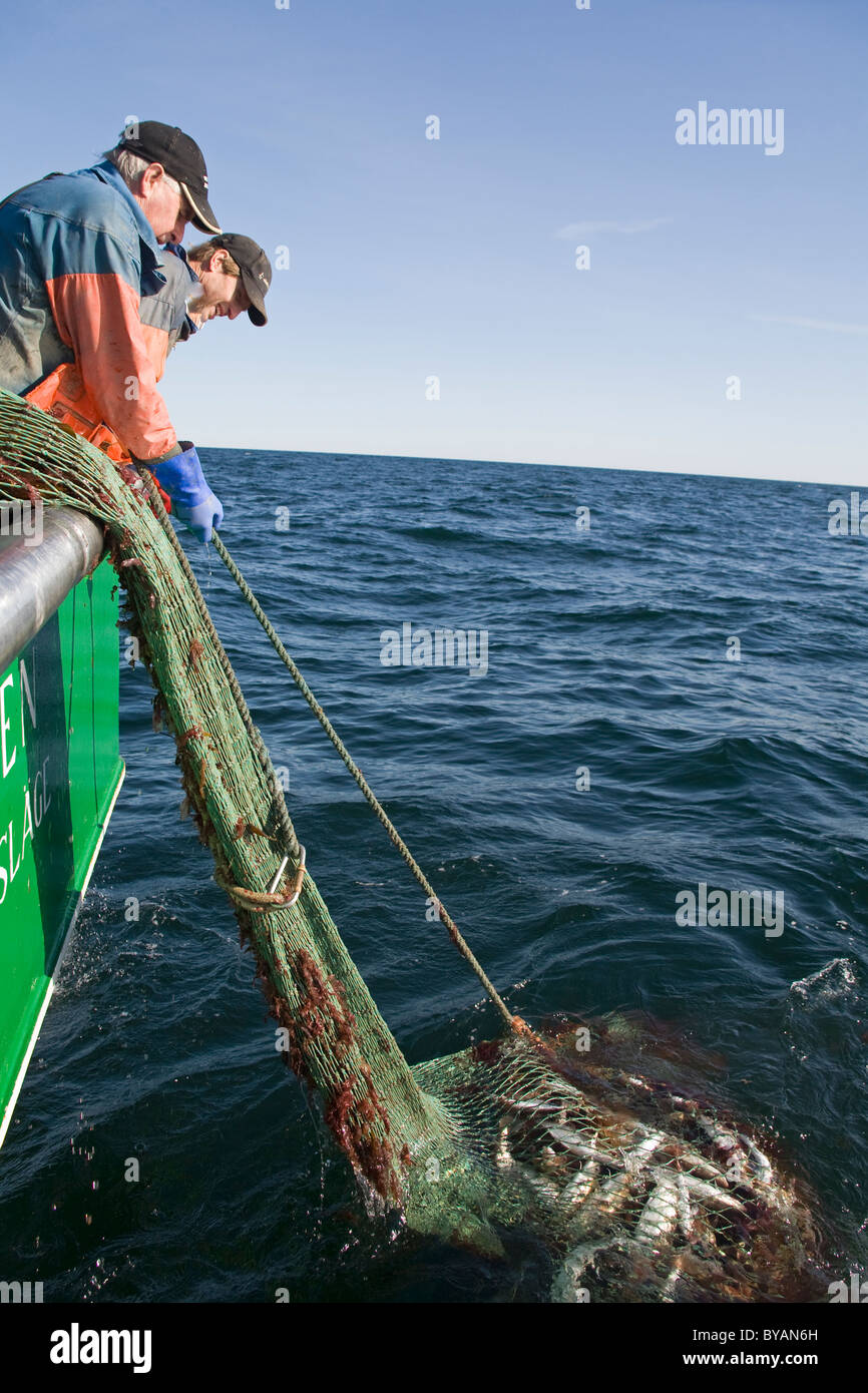 Trawling Fishing boat the Catch Sweden The Baltic sea Stock Photo