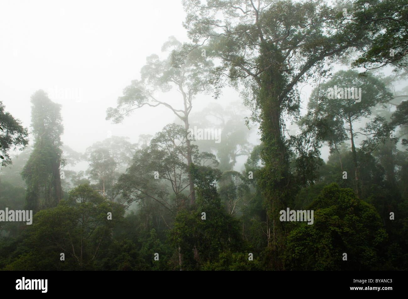 Virgin tropical rainforest canopy in morning mist in Danum Valley Conservation Area in Borneo, Malaysia Stock Photo