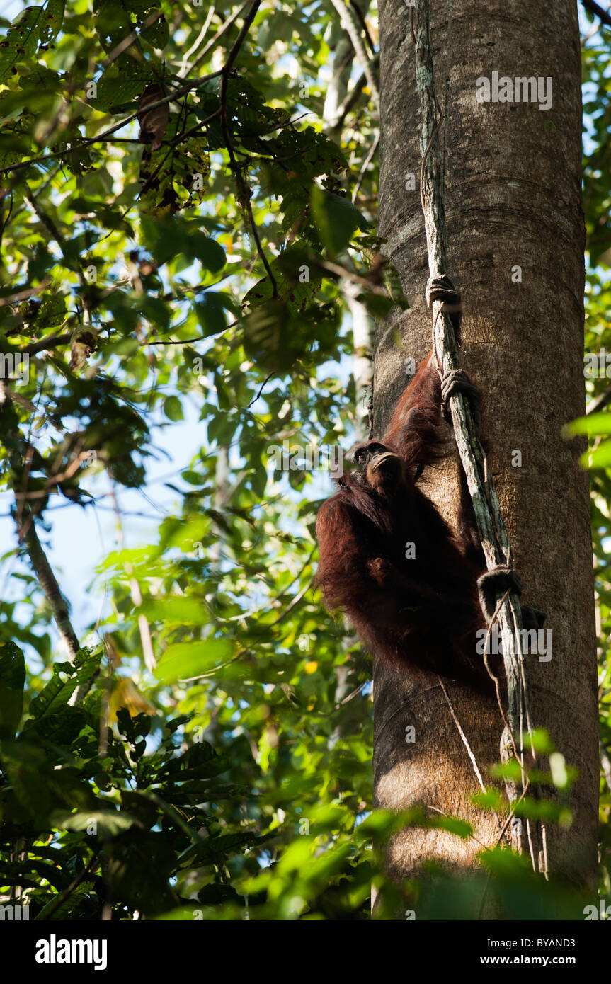 Wild female orangutan (Pongo pygmaeus) climbing tree in Danum Valley Conservation Area, Borneo, Malaysia Stock Photo