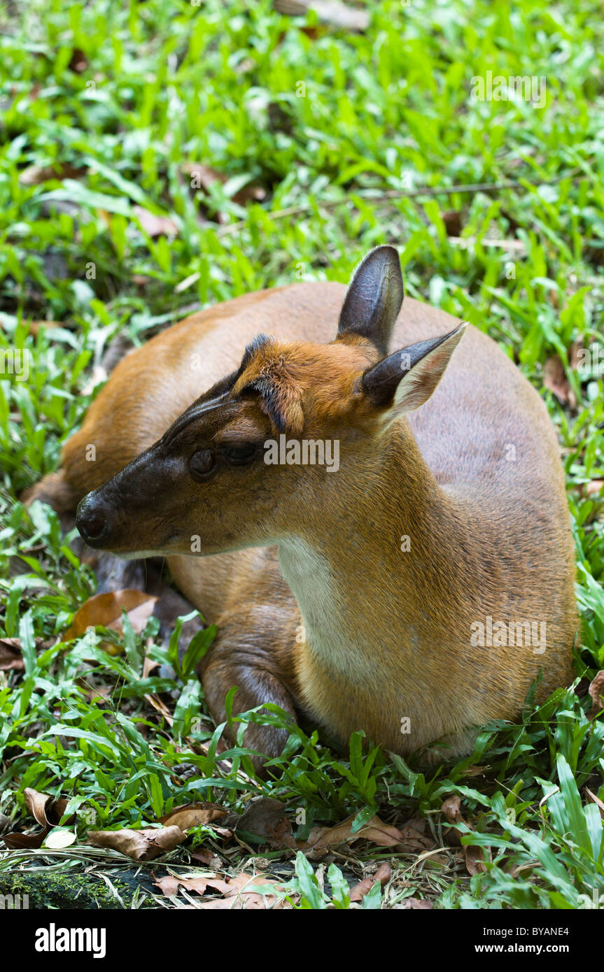 Muntjac deer (Muntiacus muntjak) resting at Zoo Negara. Stock Photo