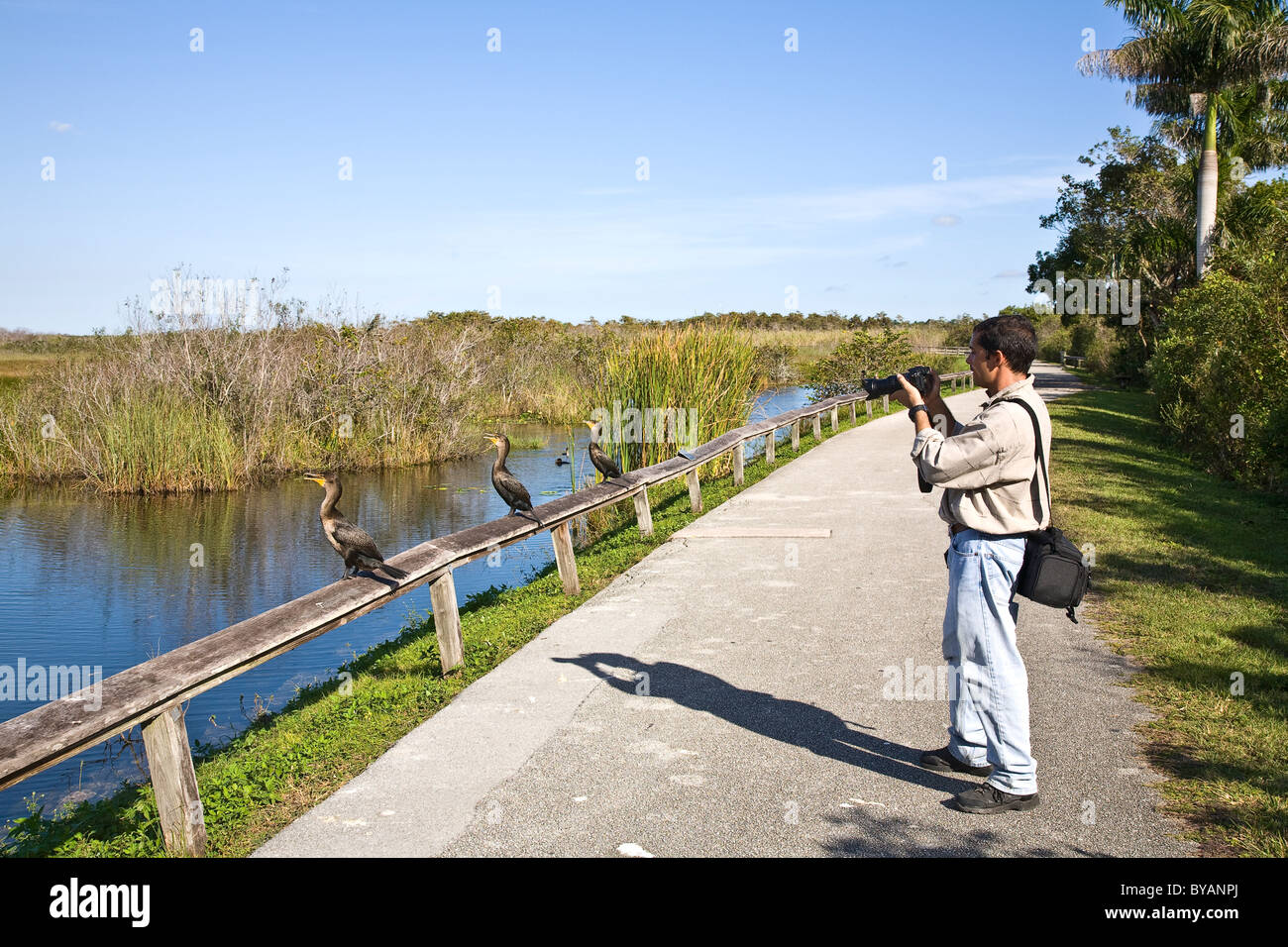 Photographer, Anhinga Trail, Everglades National Park, Florida, USA Stock Photo