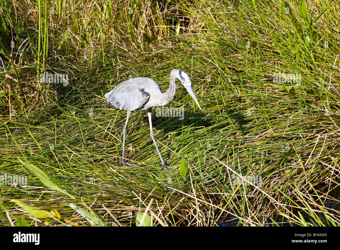 Heron, Anhinga Trail, Everglades National Park, Florida, USA Stock Photo