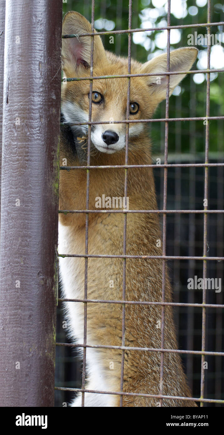 Redfox shelter fox 86790d camera assy