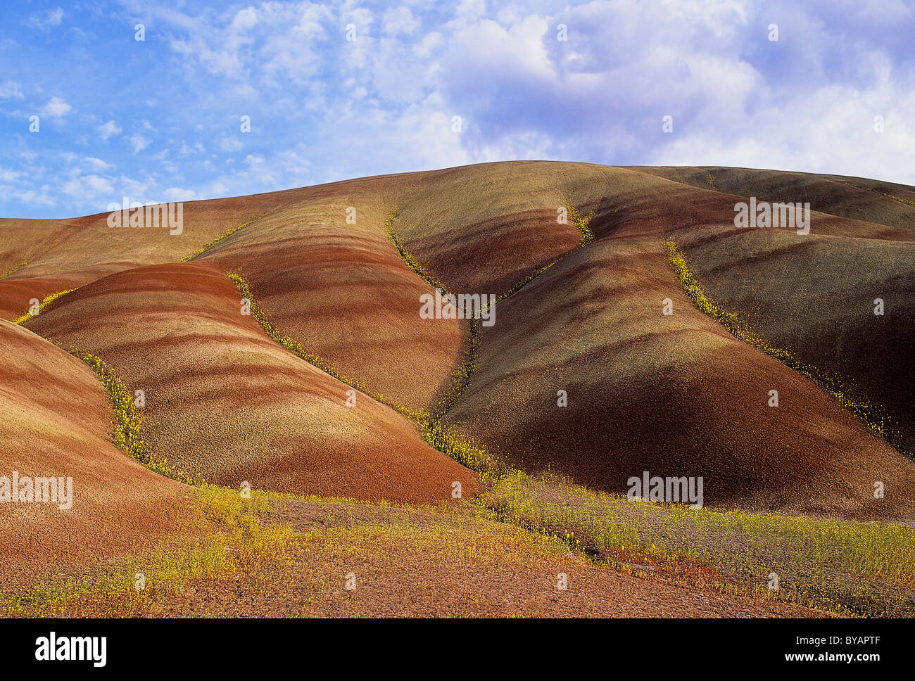 USA, Oregon, John Day Fossil Beds National Monument. Chaenactis flowers line striped claystone slopes of the Painted Hills Unit. Stock Photo