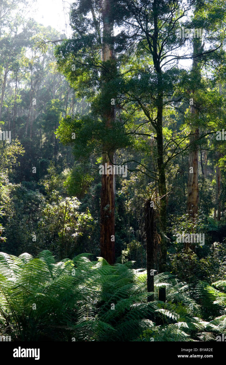 Forest glade alongside the Kokoda Track memorial walk in the Dandenong Ranges, outside Melbourne Stock Photo