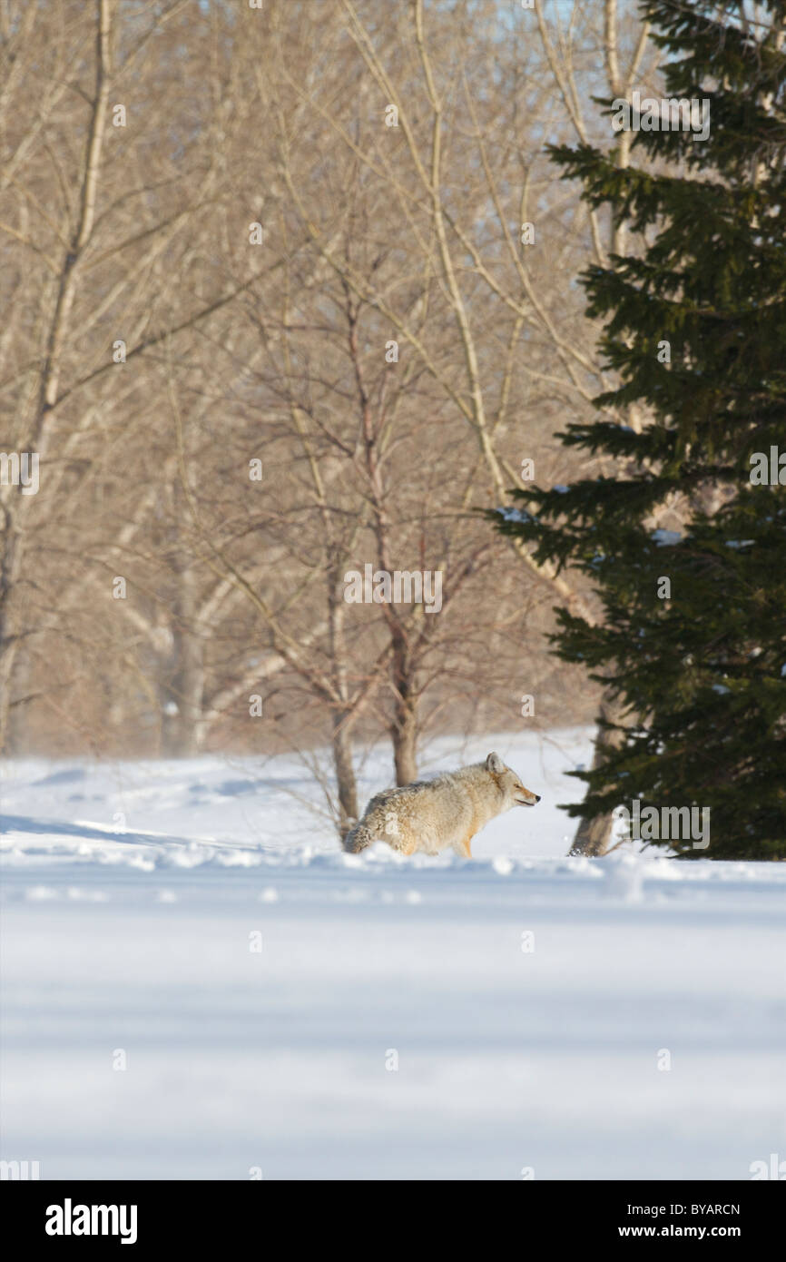 Coyote on Saskatchewan prairie in mid winter snow Stock Photo
