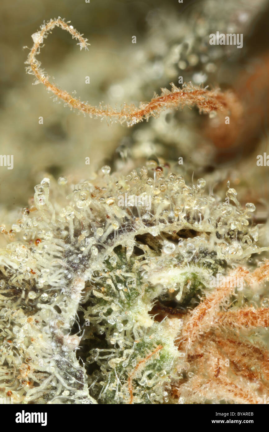 Close up of Marijuana bud with crystals and red hairs Stock Photo Alamy