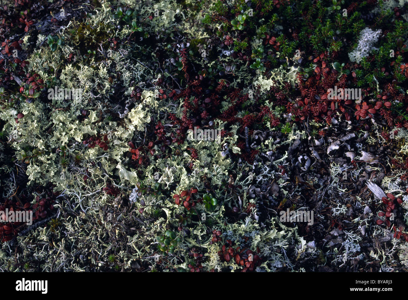 Lichen and moss on the ground in the high arctic, Canada Stock Photo