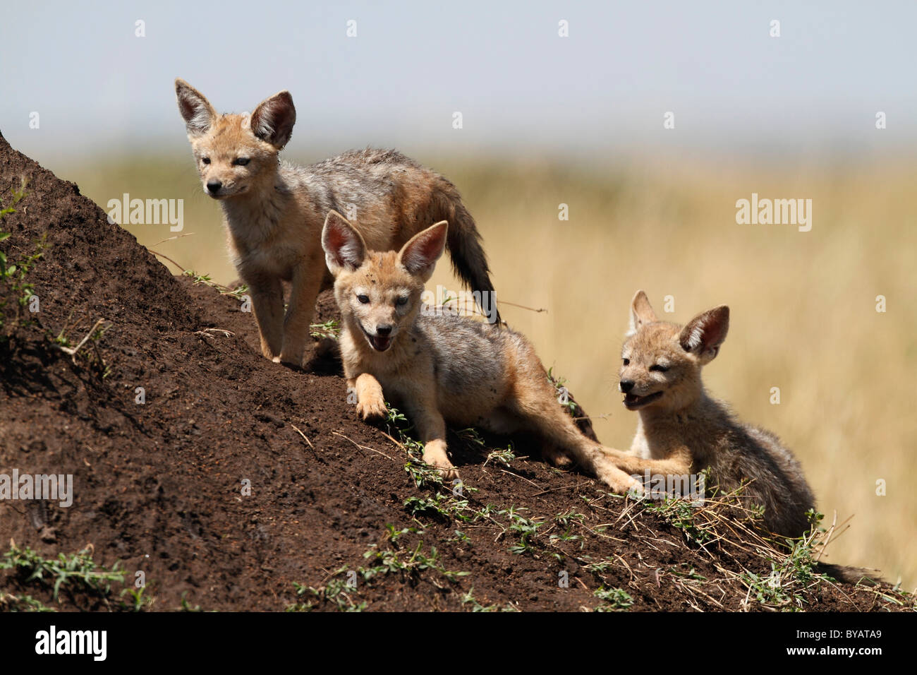 Black-backed Jackal, Silver-backed or Red Jackal (Canis mesomelas), young, juveniles, Masai Mara, Kenya, Africa Stock Photo