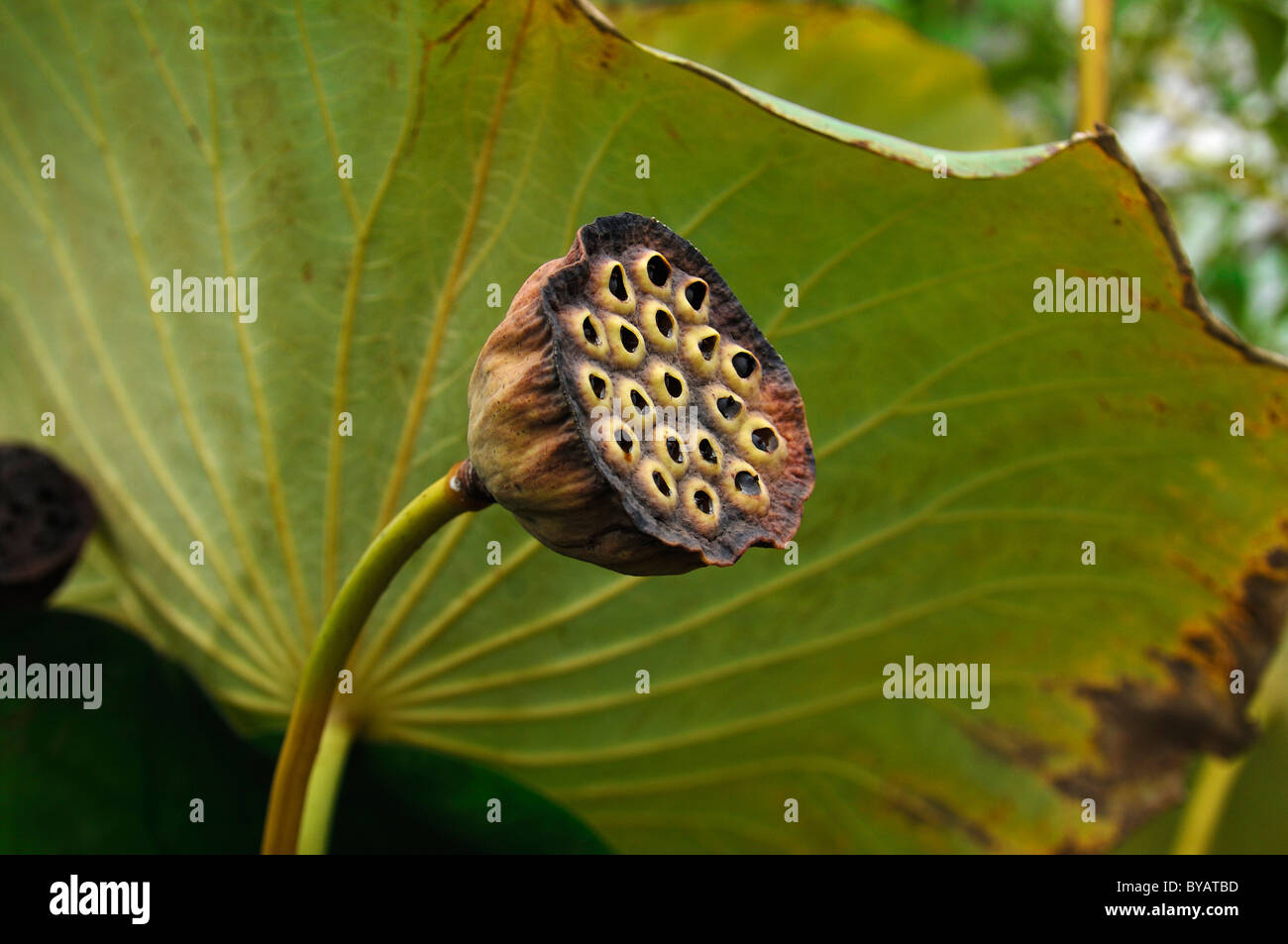 Seed pod of a lotus flower (Nelumbo Stock Photo - Alamy