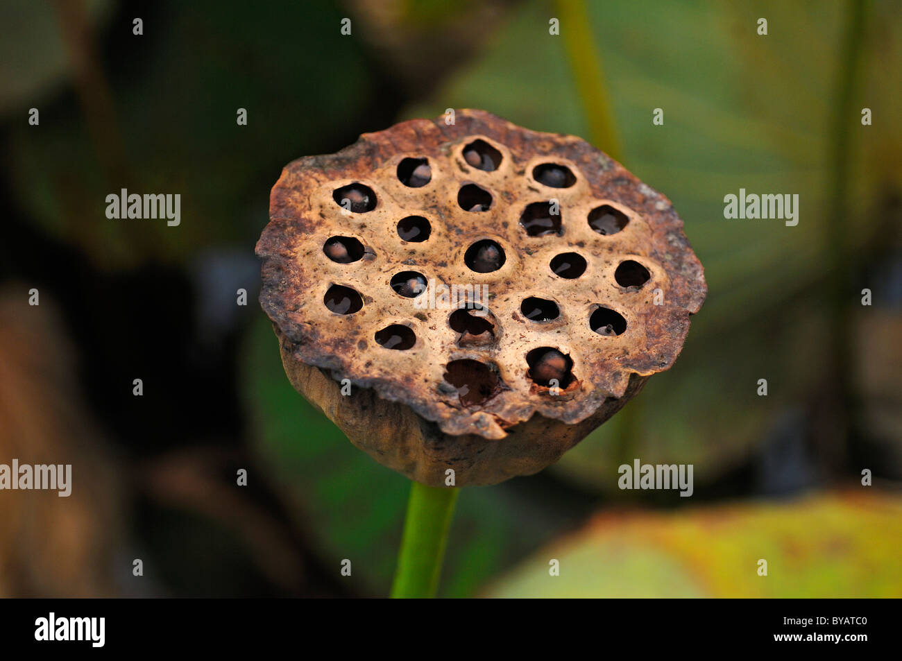 Seed pod of a lotus flower (Nelumbo) Stock Photo