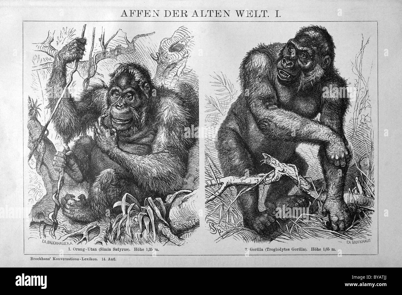 Image of an Orangutan (Simia satyrus) and a Gorilla (Troglodytes gorilla) next to each other, historical book illustration Stock Photo