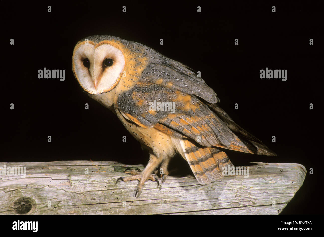 Dark-breasted barn owl (Tyto alba guttata), Central European subspecies with darker plumage, sitting in a barn Stock Photo