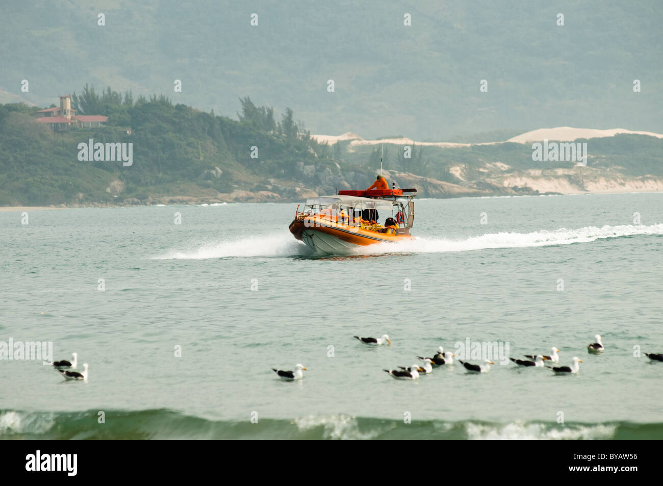 Flex Boat Ride Whale watching flex boat in Garopaba beach, Santa Catarina, south ...