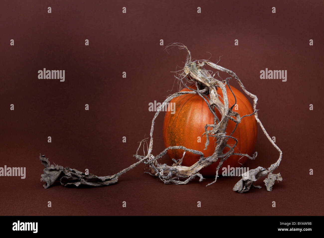 mature grown ripe bright orange pumpkin on brown studio background in  landscape format with lots of copyspace Stock Photo - Alamy