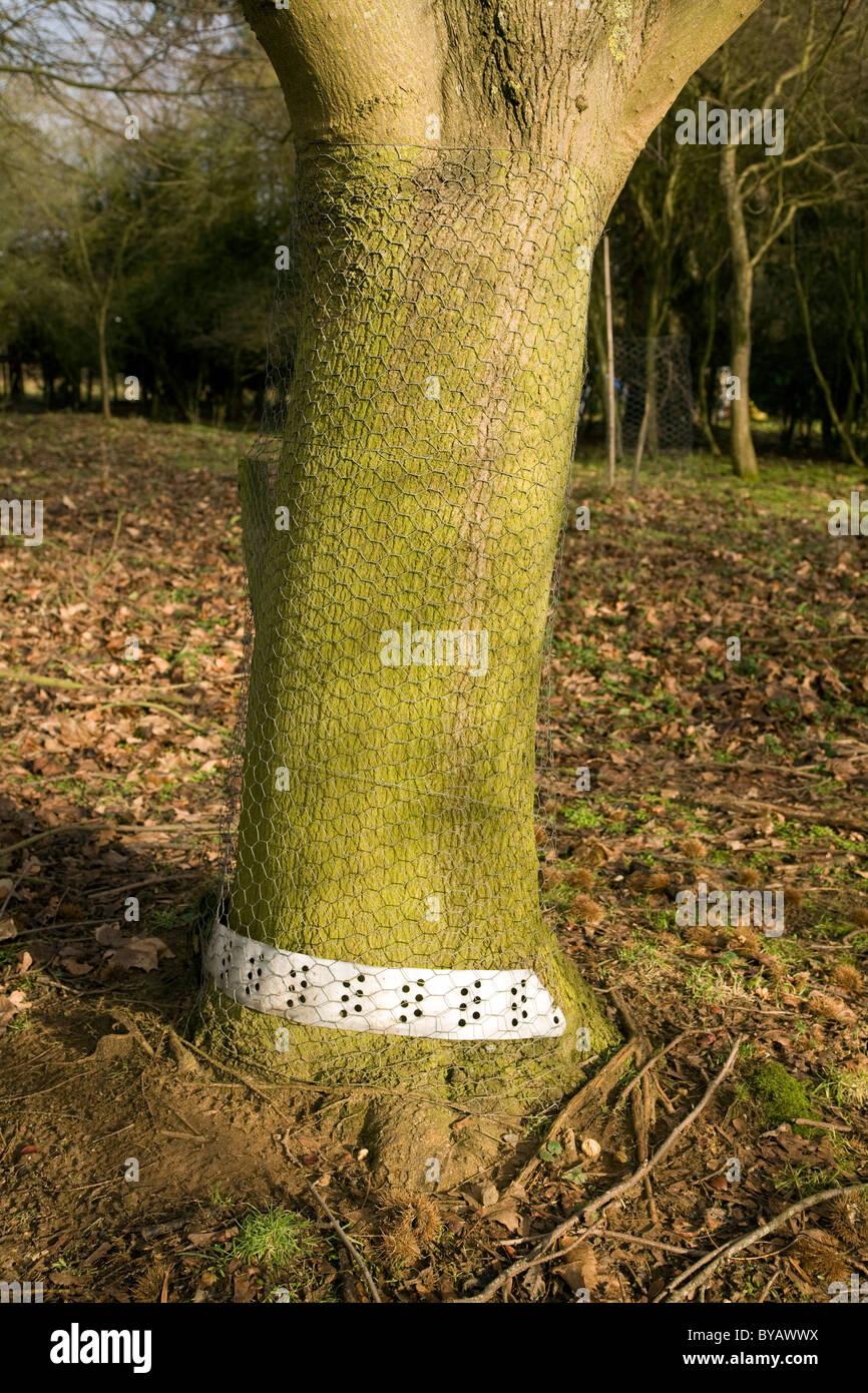 Tree trunk wire against damage by deer Stock Photo