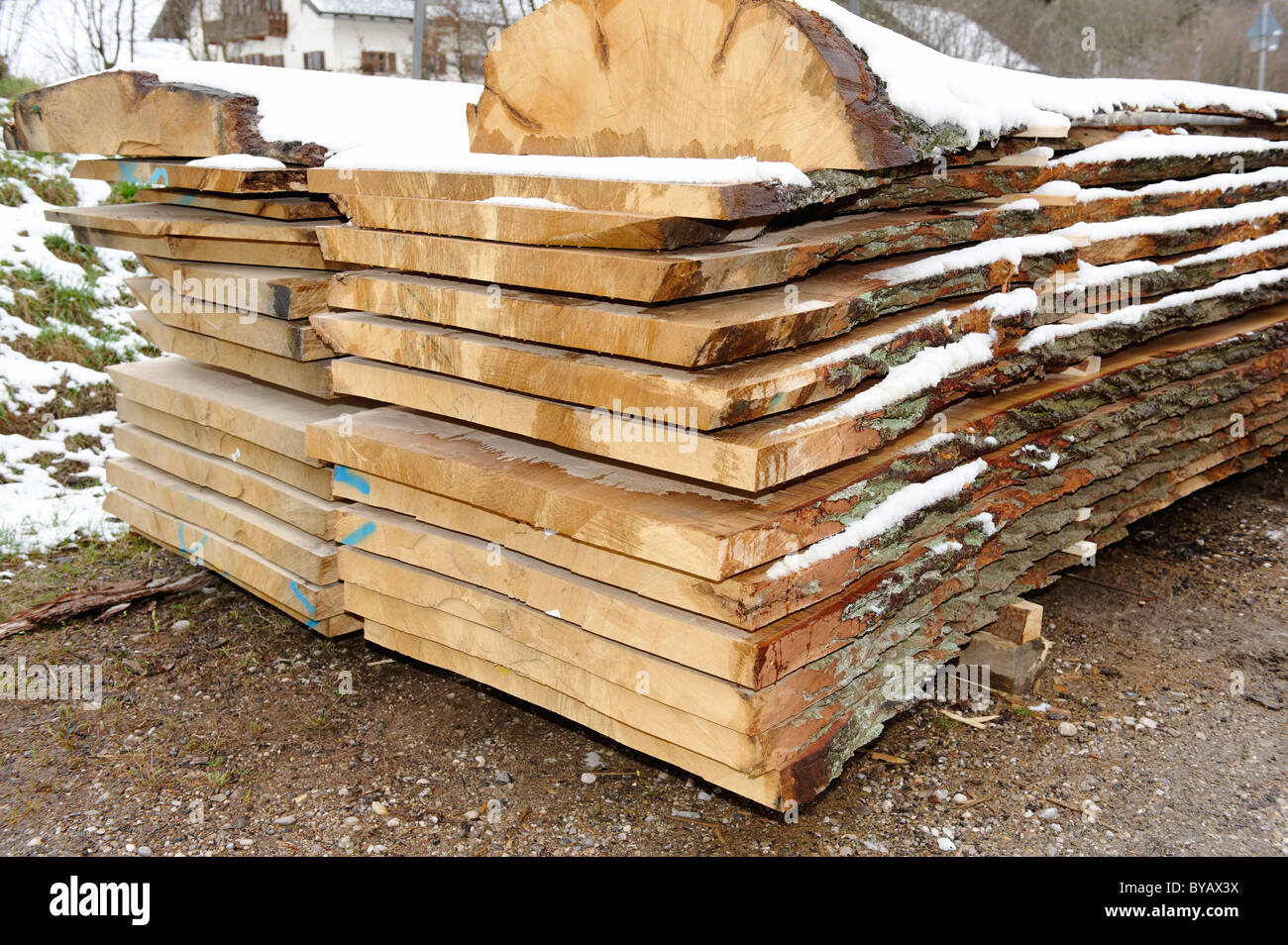 Oversized log in a sawmill Stock Photo