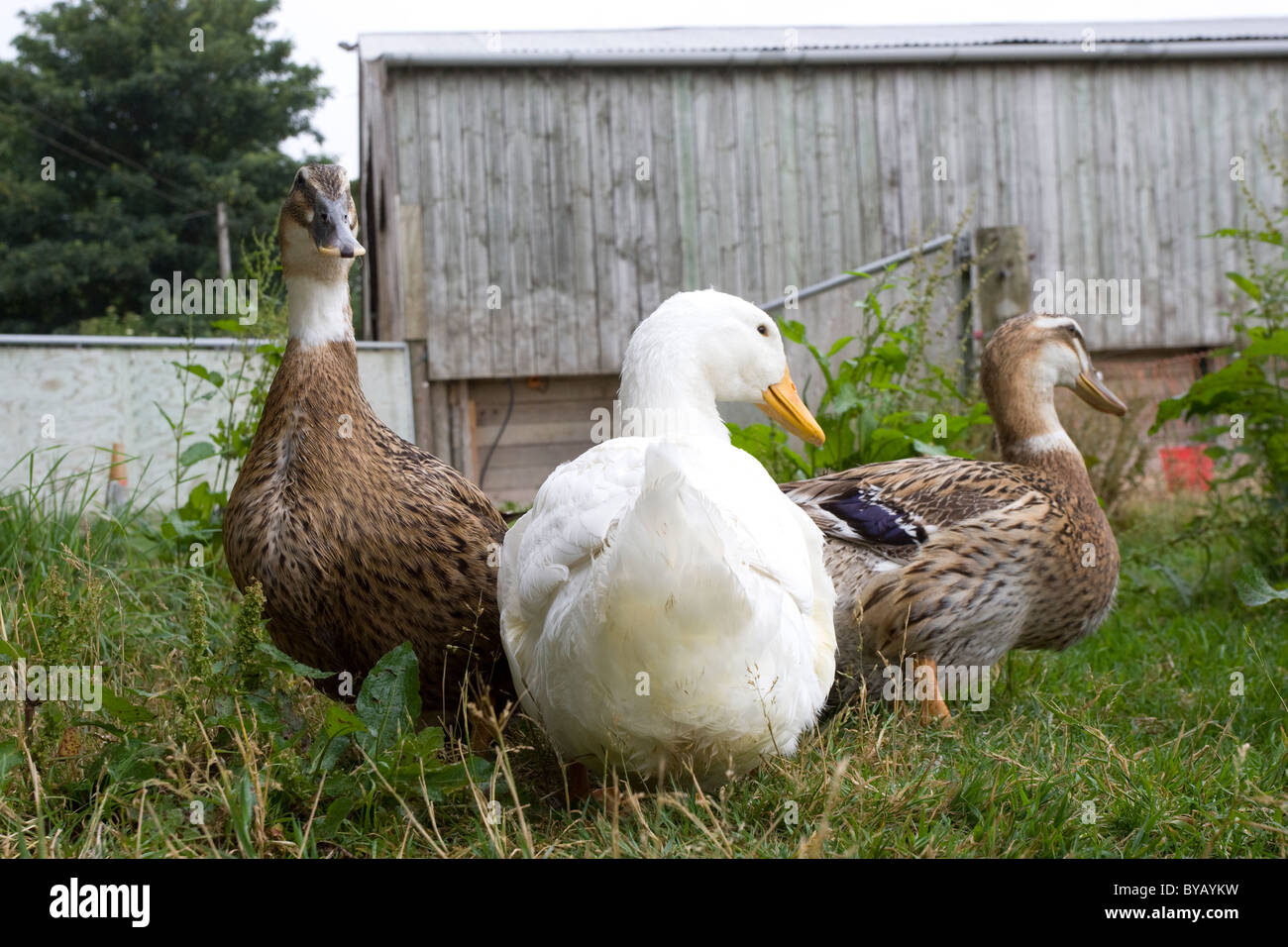 Three ducks in a farm field with a barn in background Stock Photo Alamy