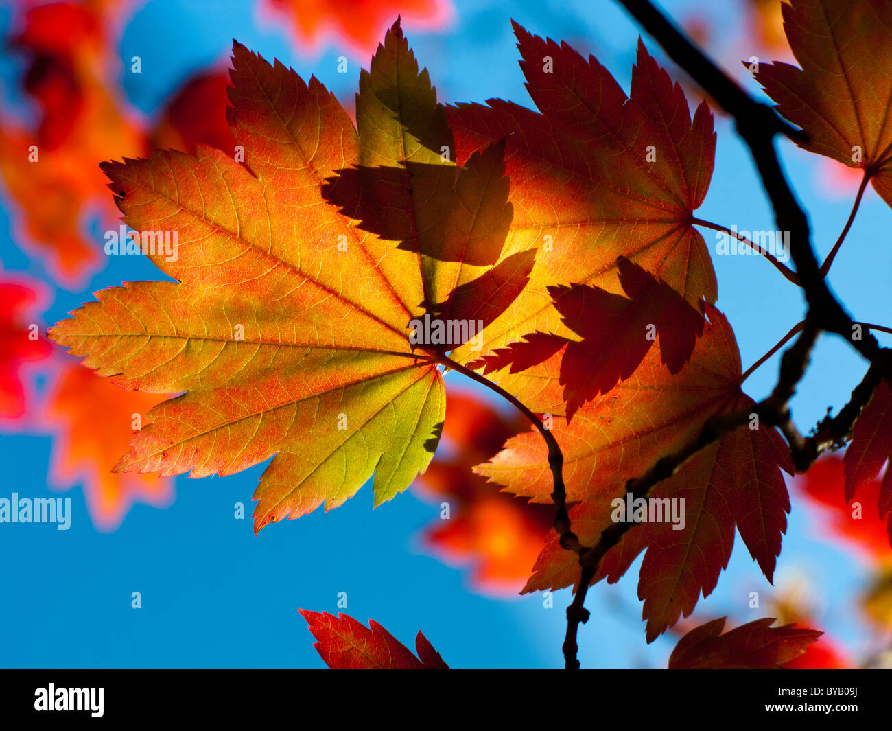 Autumn maple against blue sky hi-res stock photography and images - Alamy