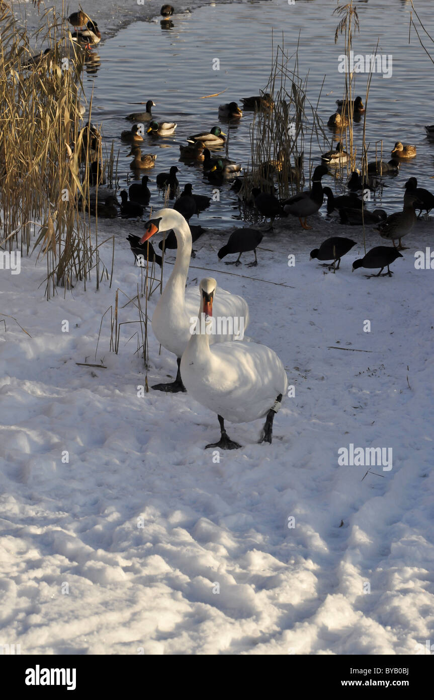 A pair of Mute Swans in the snow Stock Photo