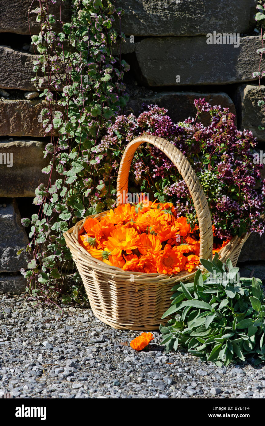 Basket with Pot Marigold, Butterwort, Sage, Majoram Stock Photo