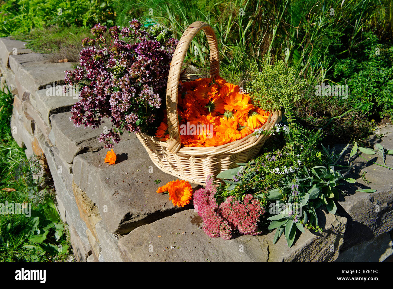 Basket with Pot Marigold, Butterwort, Sage, Majoram Stock Photo