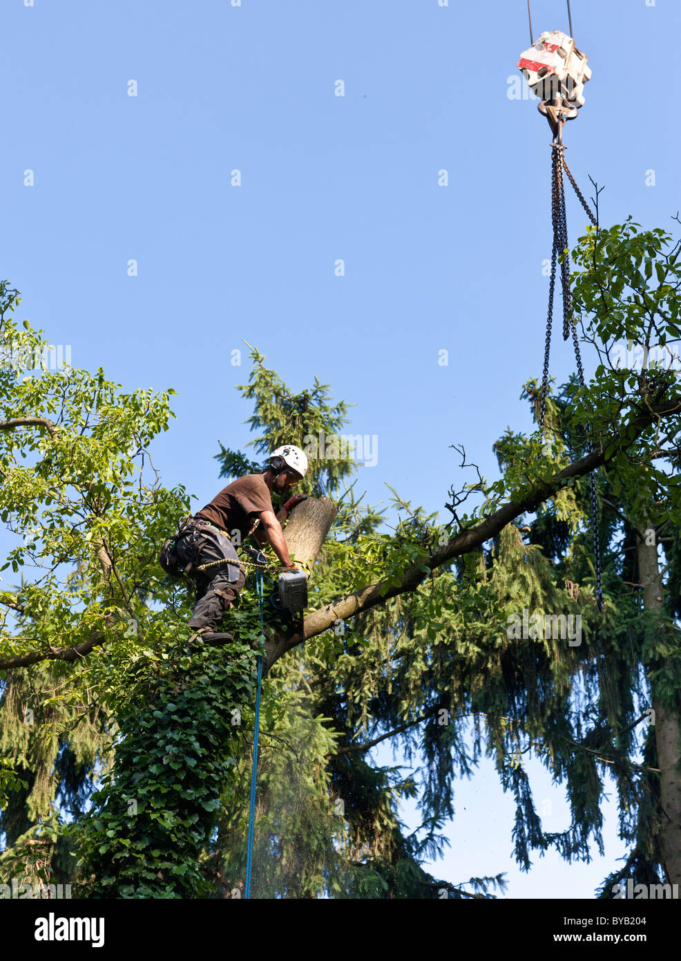 Lumberjack secured by a rope felling a tree piece by piece with a chainsaw,  Germany, Europe Stock Photo - Alamy