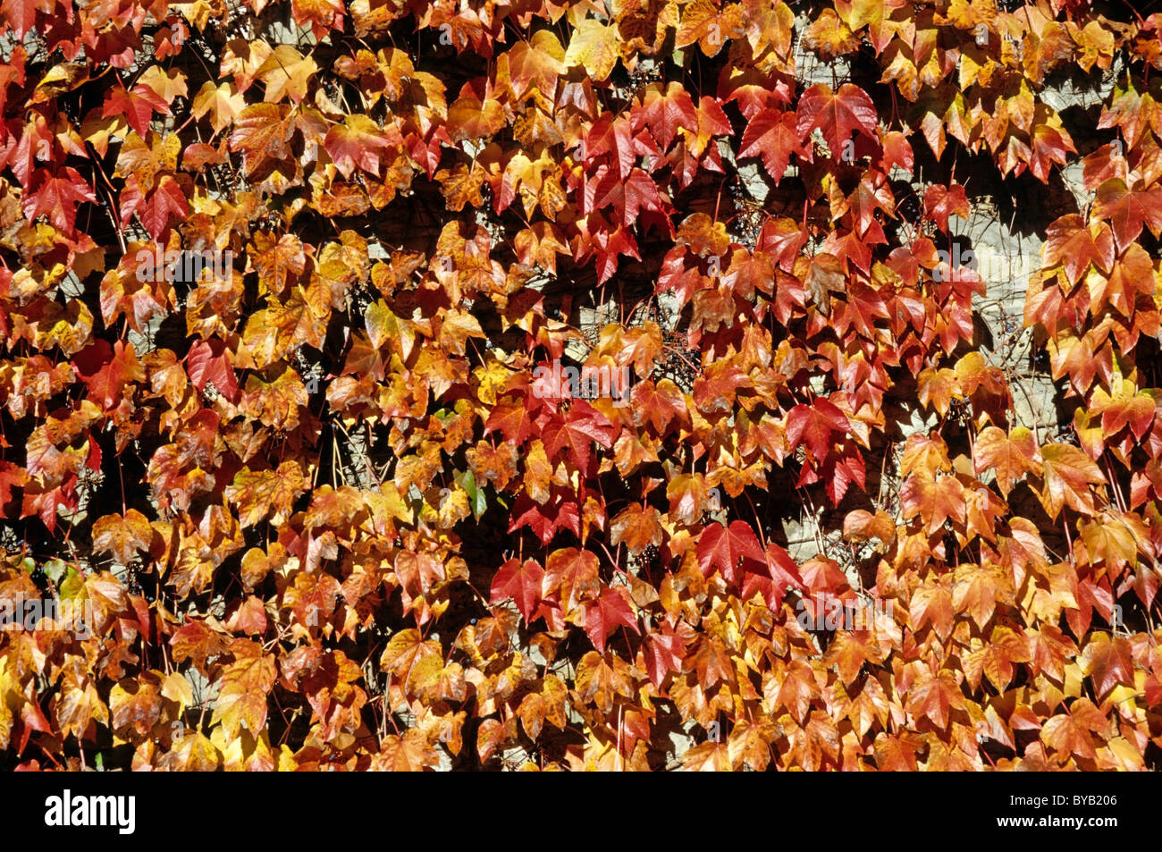 Ivy leaves covering a wall Stock Photo Alamy