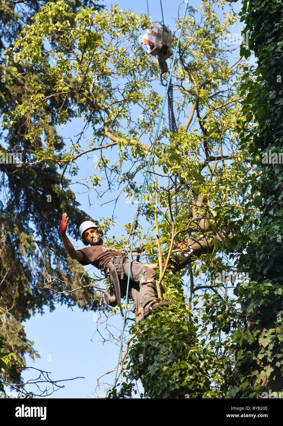 Lumberjack secured by a rope preparing to gradually fell a tree with a chainsaw, Germany, Europe Stock Photo